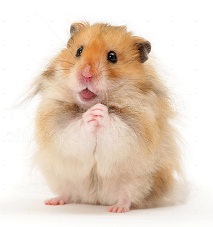 Long-haired Syrian Hamster